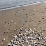 Pemkab Buol Luruskan Informasi Banyaknya Ikan di Pesisir Pantai Buol